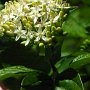 Creek Dogwood (Cornus sericea): A mid sized native bush which likes damp soil.